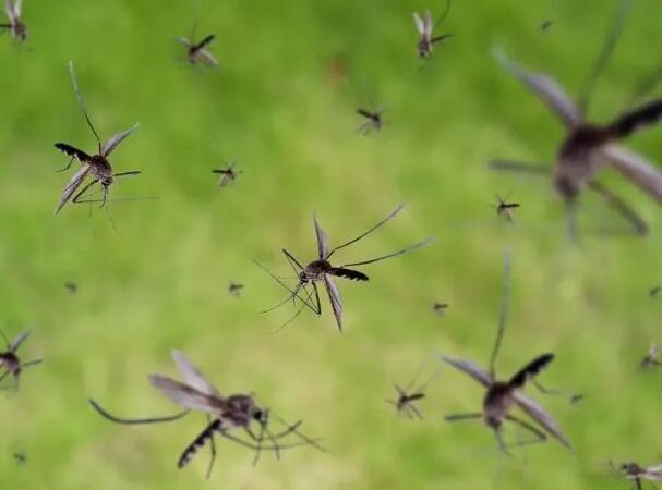 Invasión de mosquitos en la Ciudad y Gran Buenos: cómo combatirlos