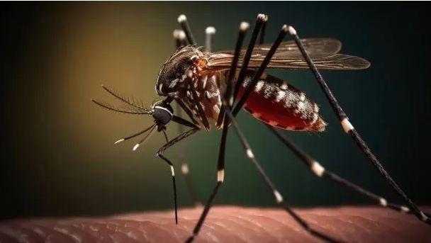 El brote de dengue en Argentina es 3,3 veces mayor que el del año pasado