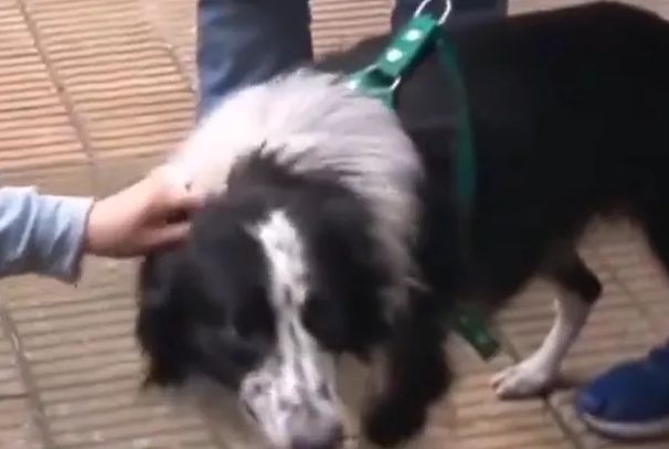 Rescataron a Bob, el perro que fue ferozmente golpeado por su dueño en Flores