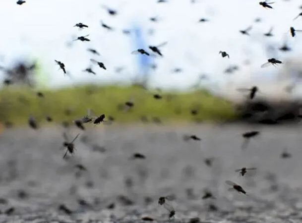 Cuándo se van los mosquitos de Buenos Aires: qué pasa con el dengue